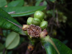 Clusiaceae