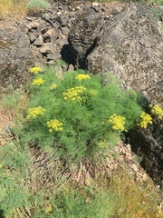 Lomatium klickitatense