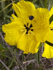 Oenothera berlandieri pinifolia
