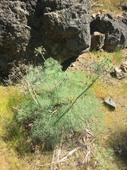 Lomatium klickitatense