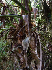 Anthurium grande