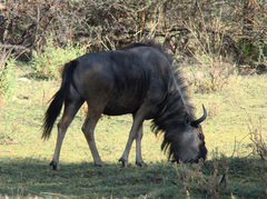 Connochaetes taurinus