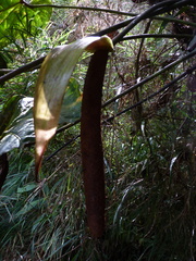 Anthurium grande