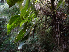 Anthurium grande