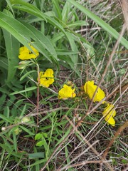Oenothera berlandieri pinifolia