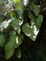 Anthurium grande