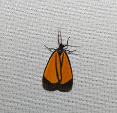 Paratype univitta
