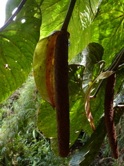 Anthurium grande