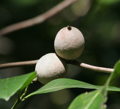 Atractocarpus sessilis
