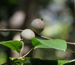 Atractocarpus sessilis