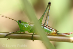Conocephalus ochrotelus