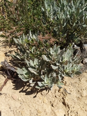 Eriodictyon traskiae