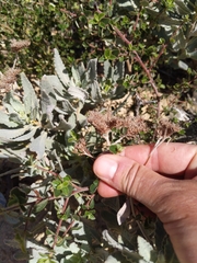 Eriodictyon traskiae