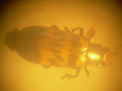 Nympharescus separatus