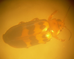 Nympharescus separatus