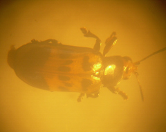 Nympharescus separatus