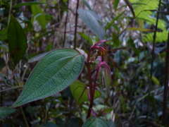 Miconia polytopica