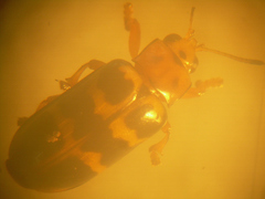 Nympharescus separatus