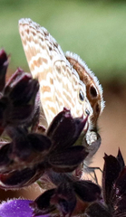 Leptotes marina