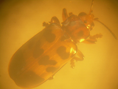 Nympharescus separatus