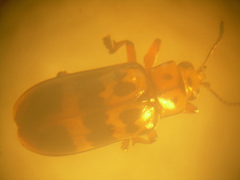 Nympharescus separatus