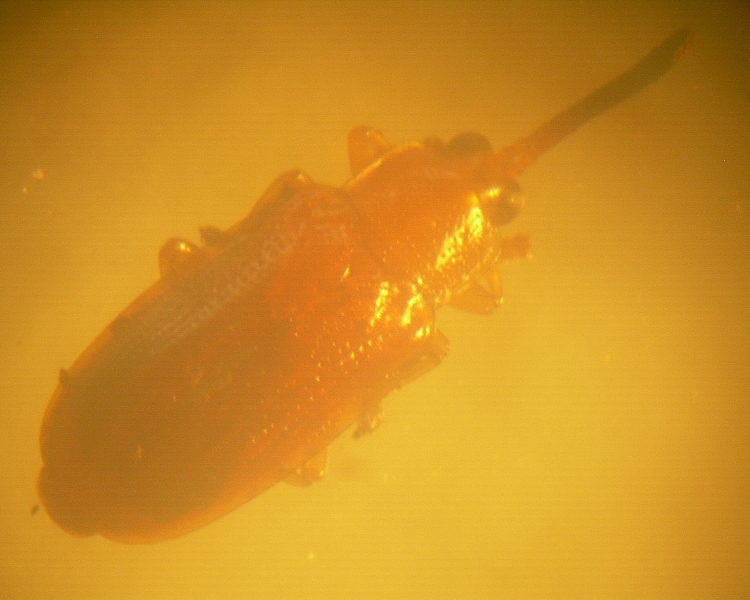 Cephaloleia nigricornis