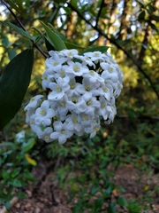 Viburnum carlesii