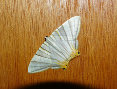 Phrygionis platinata