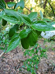 Viburnum carlesii