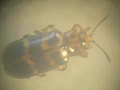 Nympharescus separatus