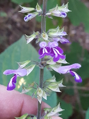 Salvia carnea