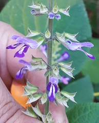Salvia carnea