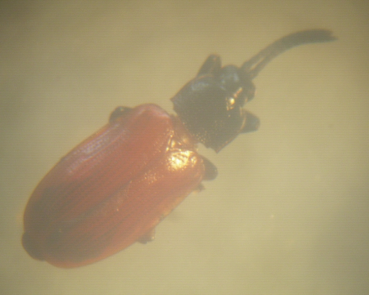 Cephaloleia clarkella