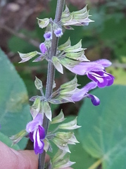 Salvia carnea