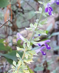 Salvia carnea