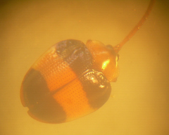 Spilophora nigriceps