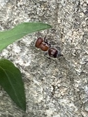 Myrmilloides grandiceps