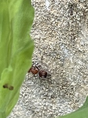 Myrmilloides grandiceps