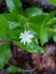 Stellaria corei
