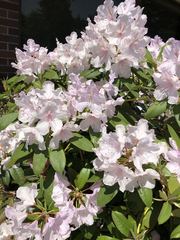 Rhododendron × hybridum
