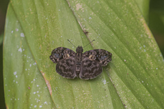 Gorgythion begga begga