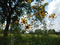 Coreopsis tripteris
