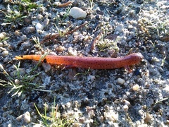 Pseudotriton montanus montanus