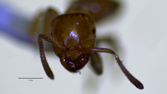 Lasius brevicornis