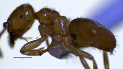 Lasius brevicornis