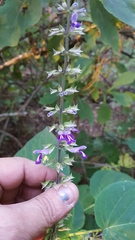Salvia carnea