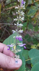 Salvia carnea