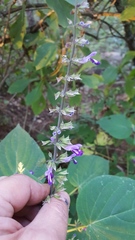 Salvia carnea
