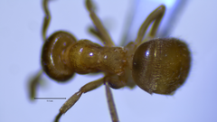 Lasius brevicornis