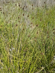 Carex harfordii